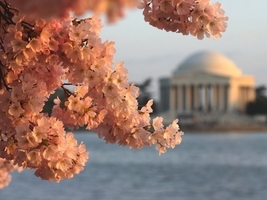 Cherry Blossom Festival