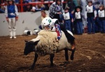 Mutton Bustin