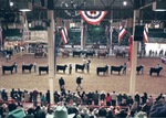 Cattle Show