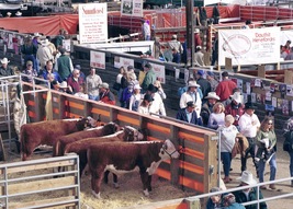 Stock Yards